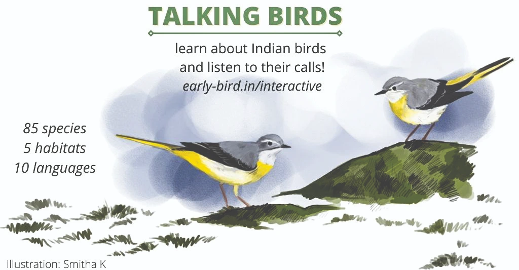 TalkingBirds EarlyBird